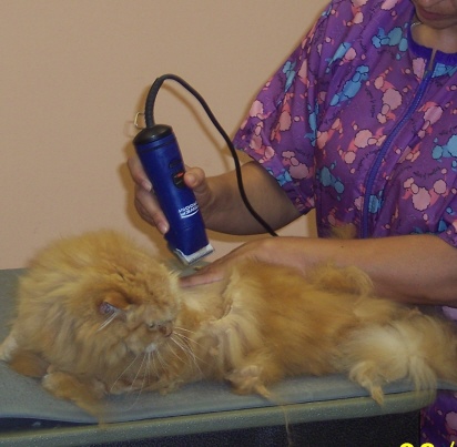 cat1